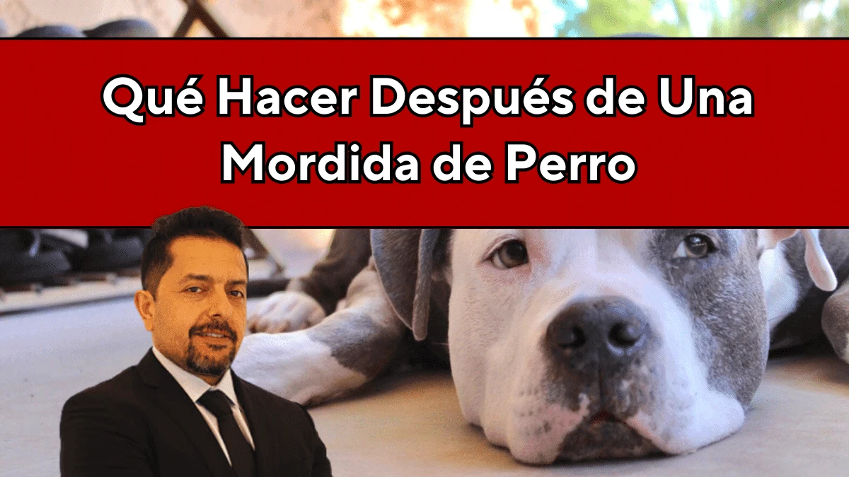 Qué Hacer Después de una Mordida de Perro en Kansas City