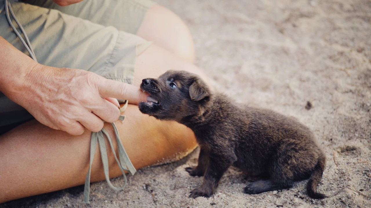 Dog Bite Accidents