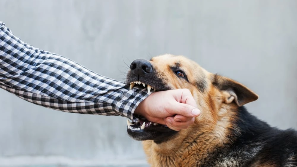 Does Homeowners’ Insurance Cover Dog Bites in Kansas City, MO?
